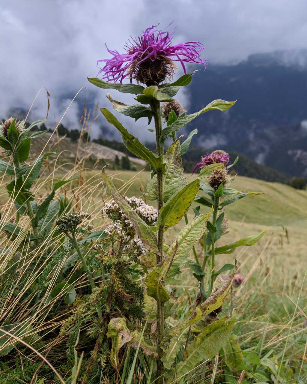 Centaurea nervosa o C. pseudophrygia ?